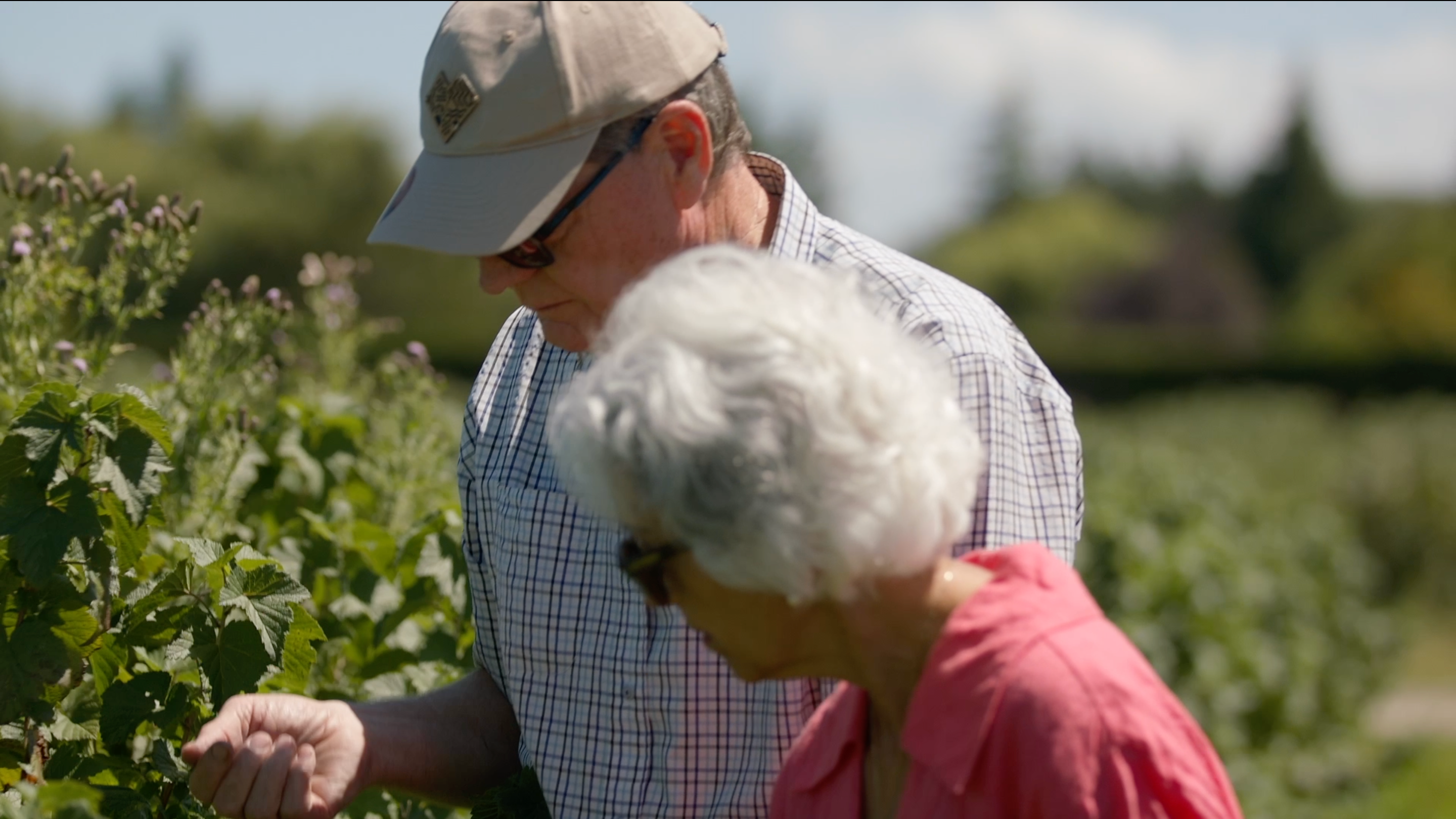 Two people examining blackcurrant plants in a field